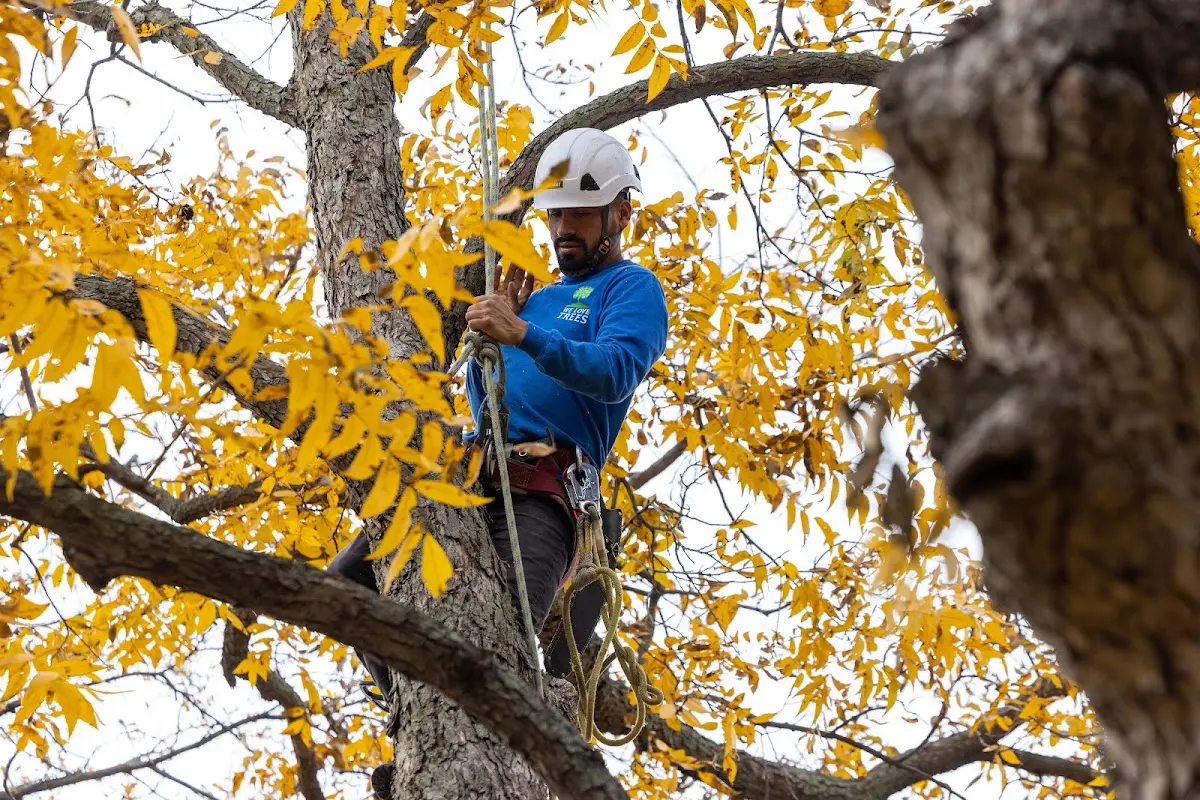 Skilled Tree Planing crew working in Shelbyville